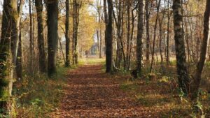 Sécheresse record en Wallonie : alerte rouge au risque d’incendie, les autorités renforcent les interdictions jusqu’au 6 septembre 2026