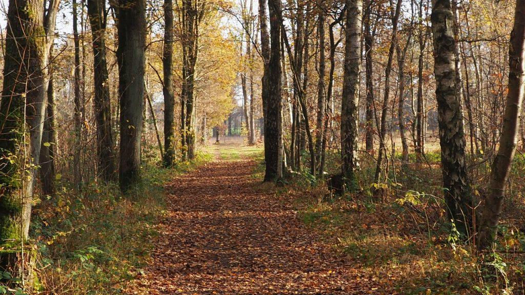 Sécheresse record en Wallonie : alerte rouge au risque d’incendie, les autorités renforcent les interdictions jusqu’au 6 septembre 2026
